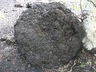 nti Sartorius-Bomba lavica 20100606 019